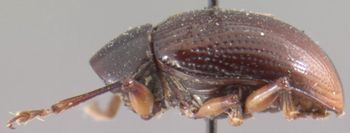 Media type: image; Entomology 9807   Aspect: habitus lateral view
